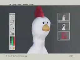 Ewolucja kurczaka