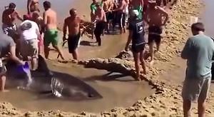 Plaża to nie miejsce dla rekina