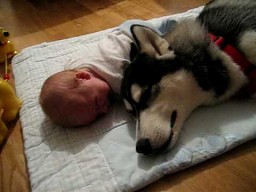 Siberian Husky i dziecko razem płaczą