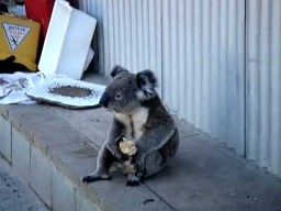 Zdołowany koala