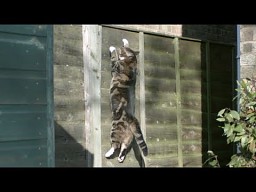 Kot pokonujący grawitację w zwolnionym tempie