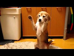 Sprytny Beagle