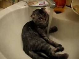 Kot myje się w zlewie