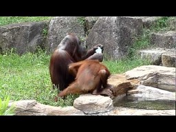 Poranna kąpiel małp
