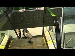 Ptak na ruchomych schodach