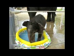 Słonik cieszy się z baseniku z wodą