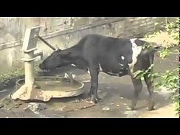 Wyjątkowo inteligentna krowa