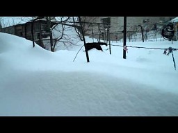 NIezadowolony kot w śniegu