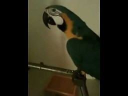 Papuga mówi "WTF"