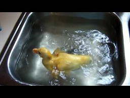 Kaczuszka w kąpieli