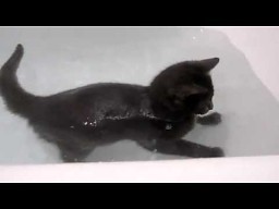 Kot pływa w wannie