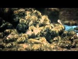 Tak polują azjatyckie pszczoły