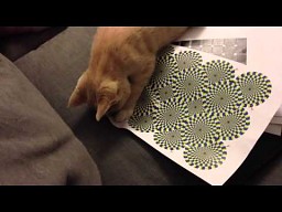 Reakcja kota na iluzje optyczną
