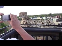 Spotkanie z gepardem na safari