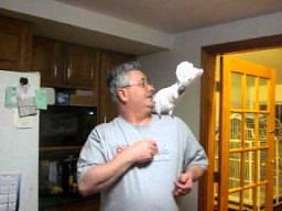 Papuga przedrzeźnia, przeklina i kłóci się ze swoim właścicielem