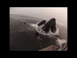 Dwa wieloryby prawie zjadają nurków