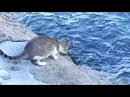 Kot który poluje na ryby