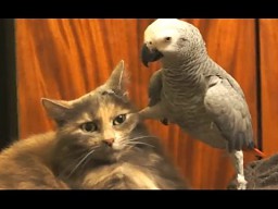 Papugi wnerwiające koty