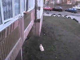 Tak kot wchodzi do domu