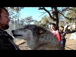 Zaskakujący atak wilka na turystów
