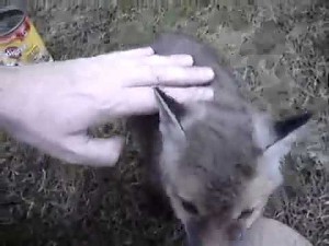 Znalazł małego lisa z puszką na głowie