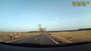 Safari na polskich drogach