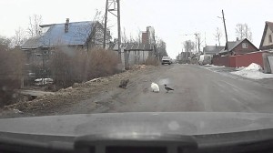 W Rosji są bardzo cierpliwe koty