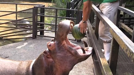 Karmienie hipopotamów z bliska
