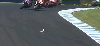 Podczas wyścigu MotoGP motocyklista zderzył się z mewą przy prędkości 140km/h