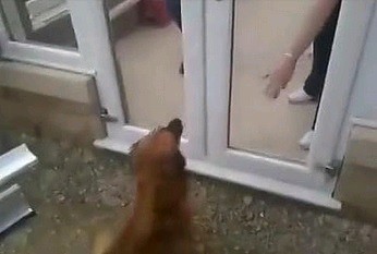 Pies skonfundowany przez drzwi. Może przejść, a nie idzie