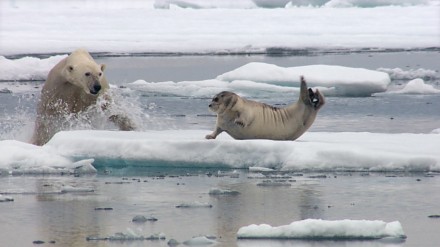 Niedźwiedź polarny zaskakuje fokę