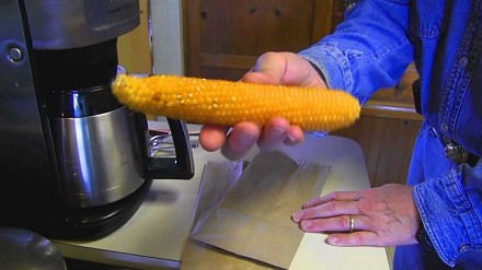 Popcorn prosto z kolby kukurydzy