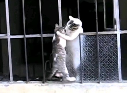 Kocia mama pomaga młodemu kotkowi wejść przez okno
