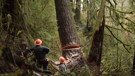 Wycinka drzew w Oregonie. Jedno z najbardziej niebezpiecznych miejsc pracy na świecie