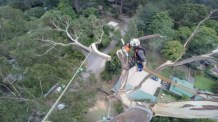 Ścinanie 40-metrowego drzewa