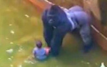 Dziecko wpada do wybiegu dla goryli. Goryl przypłaca to życiem