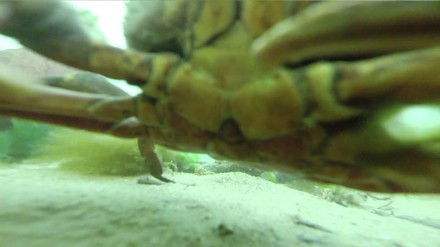 Na dnie jeziora znalazł zgubioną rok wcześniej kamerkę GoPro. Oto ostatnie nagranie