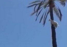 Koza na palmie. Jak ona się tam dostała?