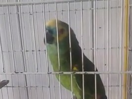 Papuga, która śpiewa jak Rihanna