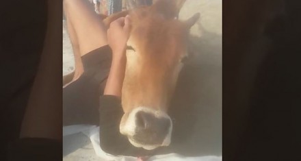 Gdy zaprosisz krowę na piknik