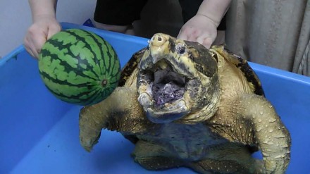 Żółw sępi mierzy się z arbuzem