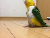 Papuga w złym nastroju chce zwrócić na siebie uwagę