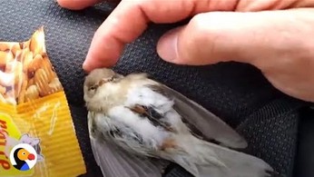 Mały zmarznięty ptaszek ogrzany dłońmi faceta