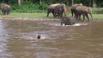 Słoń rusza na pomoc człowiekowi