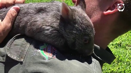 Mały wombat, który myśli, że jest psem