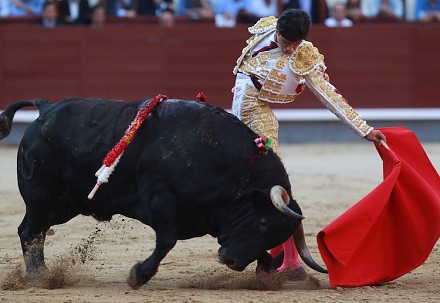 Byk mści się na matadorze, uderzając w najczulcze miejsce