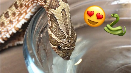 Węże są całkiem urocze, gdy piją wodę