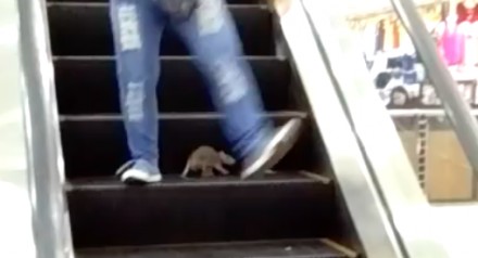 Szczur na ruchomych schodach