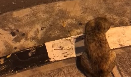 Kot mądrzejszy niż niejeden pieszy