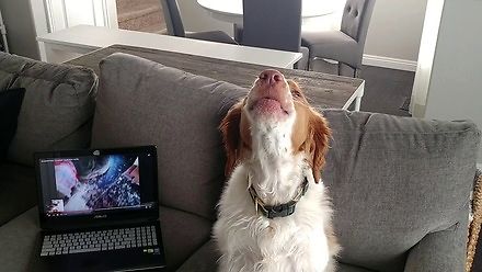 Pies nauczył się wyć z poradników na YouTube